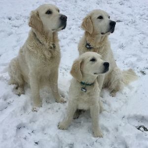 Meet your Posher, Robin